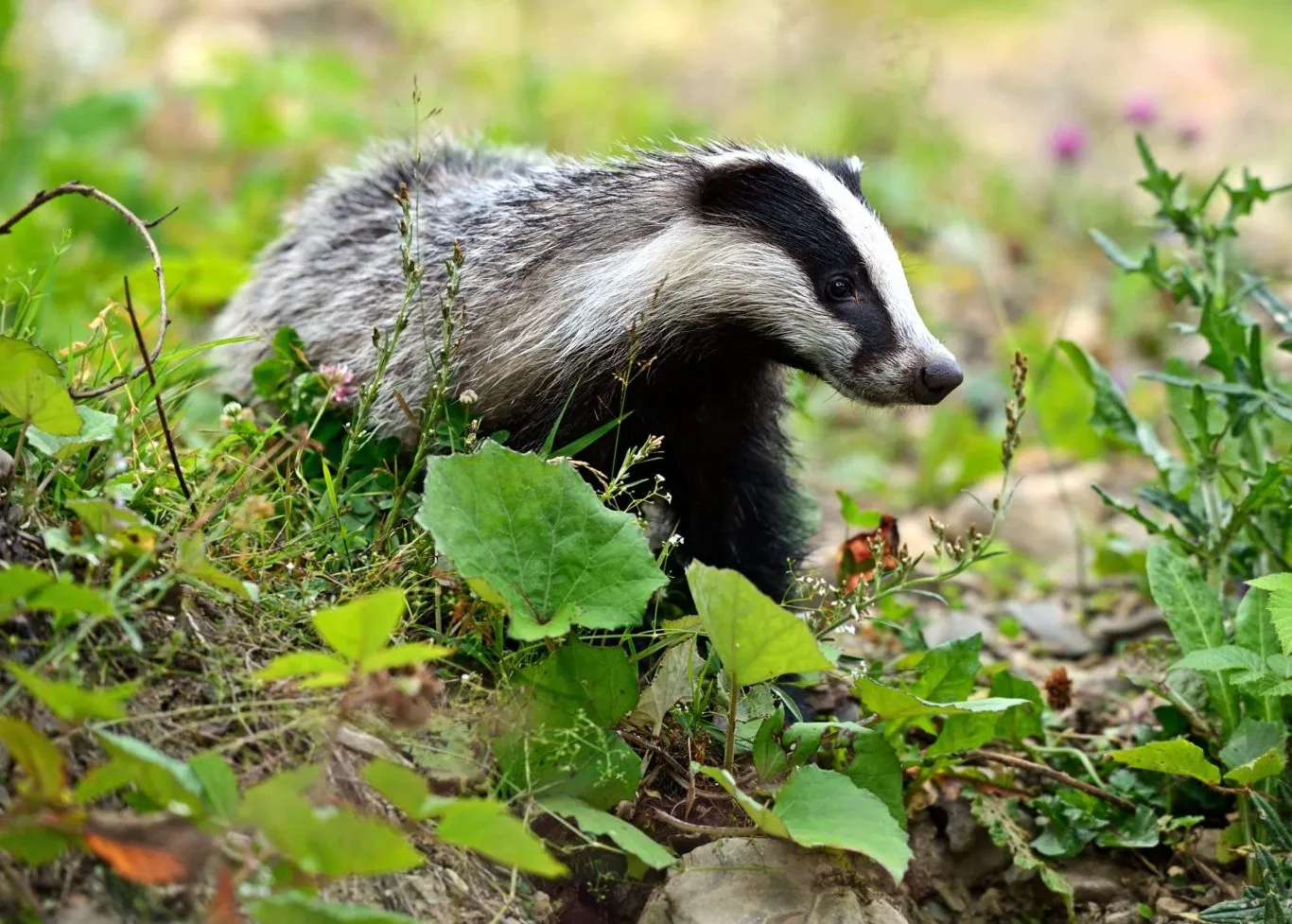 Badger,In,Their,Natural,Habitat