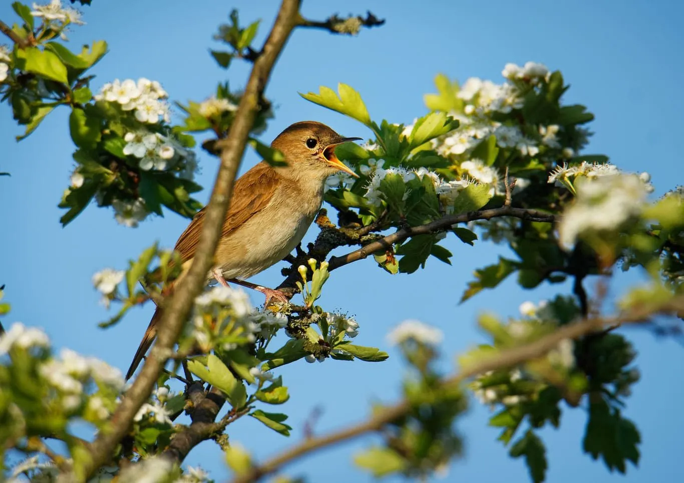 Breeding Birds-hero