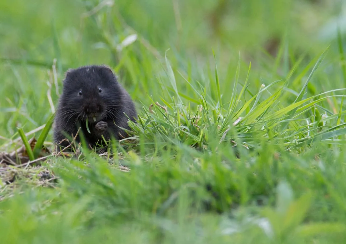 Water-Vole_hero